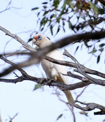 Cacatua pastinator