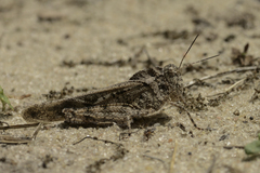 Spharagemon cristatum