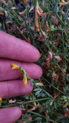 Acmispon procumbens jepsonii