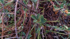 Acmispon procumbens jepsonii