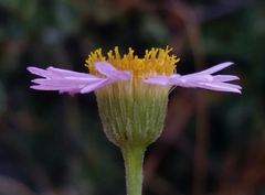 Erigeron breweri covillei