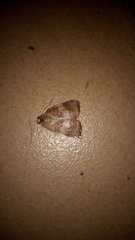 Maurilia