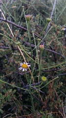 Erigeron breweri covillei