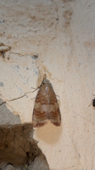 Maurilia