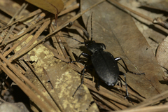 Carabus vinctus