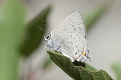 Satyrium sylvinus
