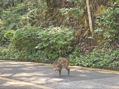 Sus scrofa moupinensis