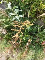 Rumex arifolius