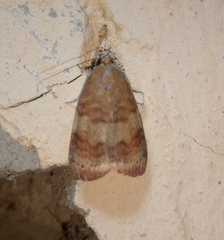 Maurilia