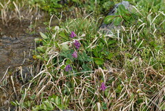 Corydalis arctica