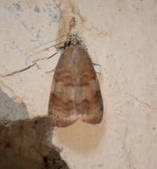 Maurilia