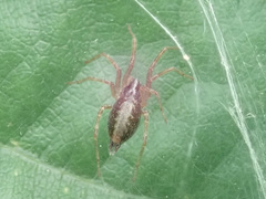 Allagelena gracilens