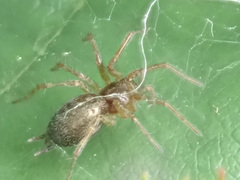 Allagelena gracilens