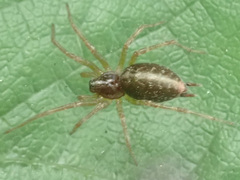 Allagelena gracilens