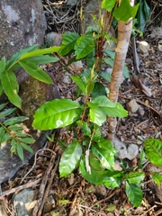 Syzygium hodgkinsoniae