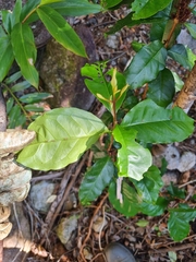 Syzygium hodgkinsoniae