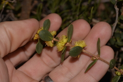Hypocalymma