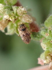 Hyalochilus ovatulus