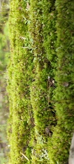 Dicranum flagellare