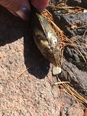 Pyganodon lacustris
