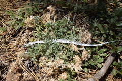 Lupinus breweri