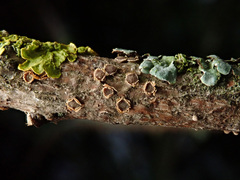 Pezicula ocellata