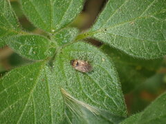 Hyalochilus ovatulus