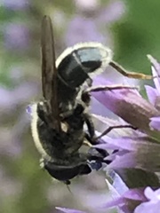 Cheilosia caerulescens