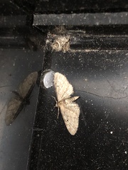 Eupithecia virgaureata