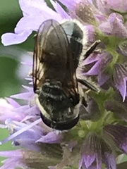 Cheilosia caerulescens