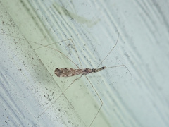 Empicoris vagabundus