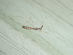 Empicoris vagabundus