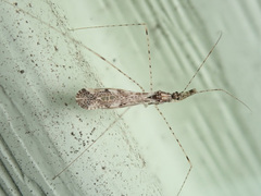 Empicoris vagabundus