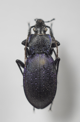 Carabus gyllenhalii