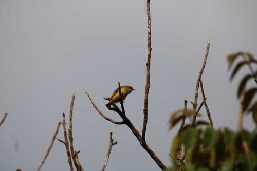 Scrub Euphonia (Euphonia affinis), photo 7