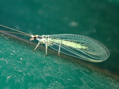 Chrysopa walkeri