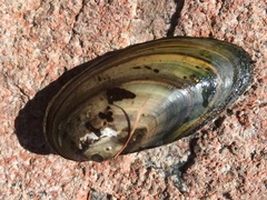 Pyganodon lacustris