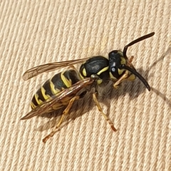Vespula vulgaris
