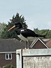 Haematopus ostralegus
