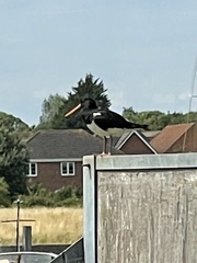 Haematopus ostralegus