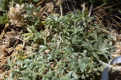 Lupinus breweri