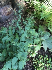 Symphyotrichum cordifolium