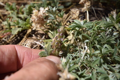 Lupinus breweri