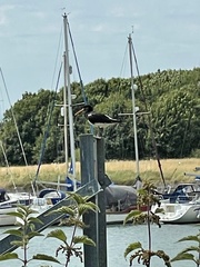 Haematopus ostralegus