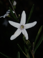 Cyphanthera racemosa