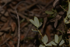 Daviesia nudiflora
