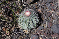 Melocactus zehntneri