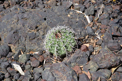 Melocactus zehntneri
