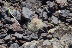 Discocactus zehntneri boomianus