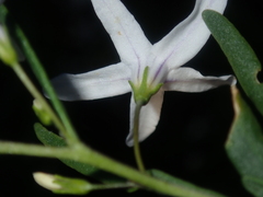 Cyphanthera racemosa